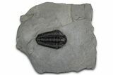 Calymene Niagarensis Trilobite Fossil - New York #357081-1